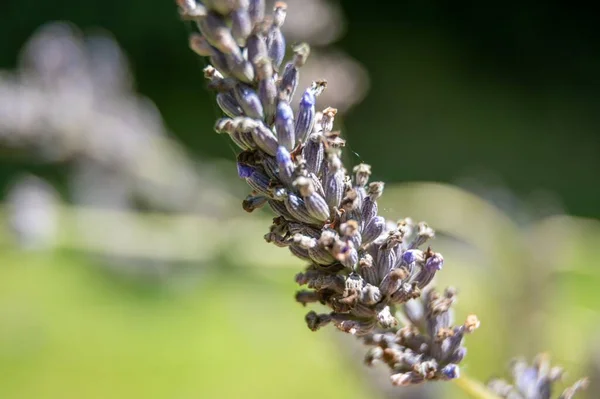 Piccoli Fiori Lavanda Sullo Sfondo Sfocato — Foto Stock