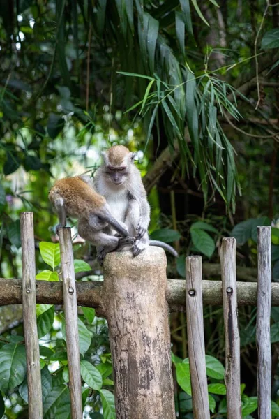 Dlouhoocasá Macaque Matka Opice Její Dítě Dřevěném Plotě — Stock fotografie