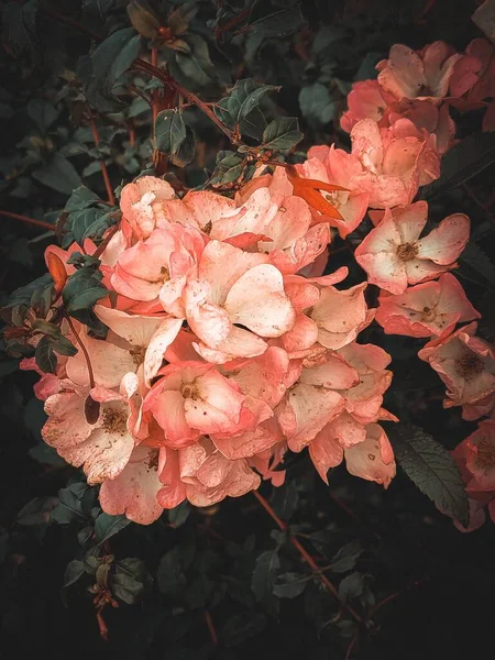 Vertikal Bild Chaenomeles Japonica Blommor Som Växer Trädgården — Stockfoto