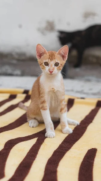 Vertical Shot Ginger Cat Striped Carpet — Stock Photo, Image
