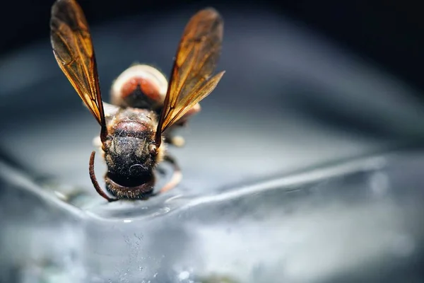 Makró Felvétel Egy Méhről Egy Jégkockán — Stock Fotó