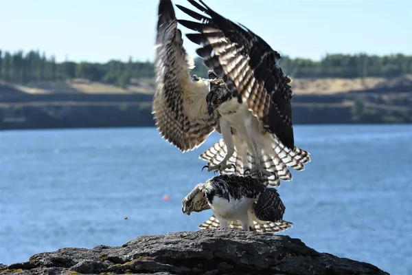 Two Hawks Each Other Sea Background — Stock Photo, Image
