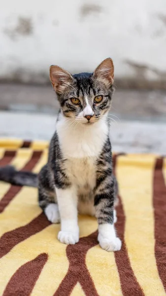 Tiro Vertical Gato Alfombra Rayada — Foto de Stock