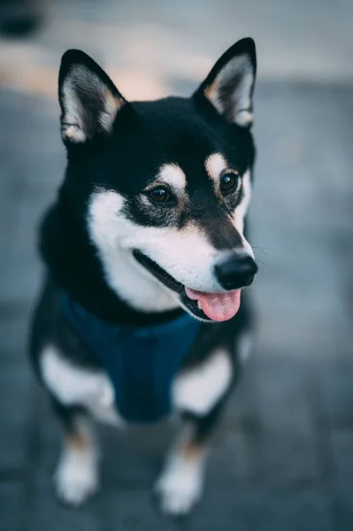 Een Verticale Selectieve Focus Van Een Schattige Siberische Husky — Stockfoto