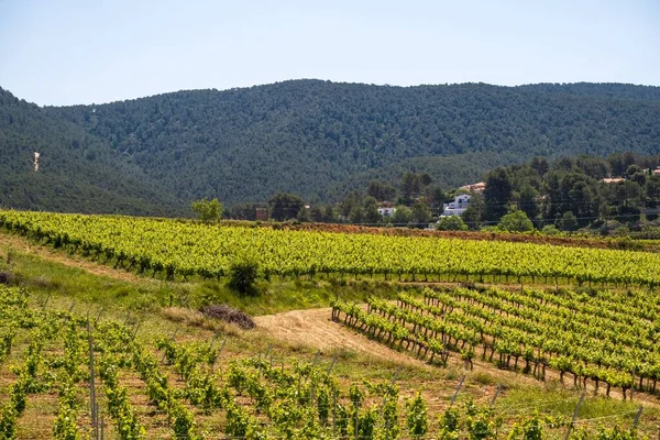 Vigneti Subirats Provincia Barcellona Spagna — Foto Stock