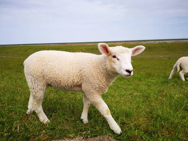 Uma Bela Vista Ovelhas Pasto Verde — Fotografia de Stock