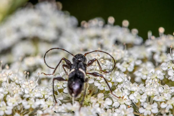 Gros Plan Scarabée Noir Sur Petites Fleurs Blanches — Photo