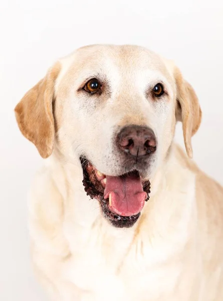 Pionowe Zbliżenie Głowy Psa Labradora Białym Tłem — Zdjęcie stockowe