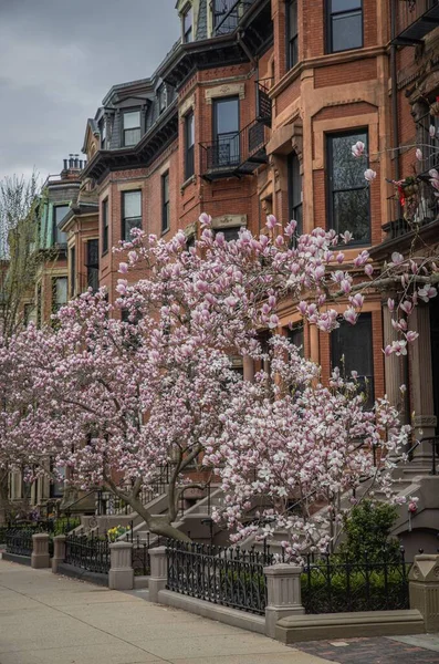 米国マサチューセッツ州ボストンのバックベイに木が咲くことによって囲まれたレンガ造りの建物の垂直ショット — ストック写真