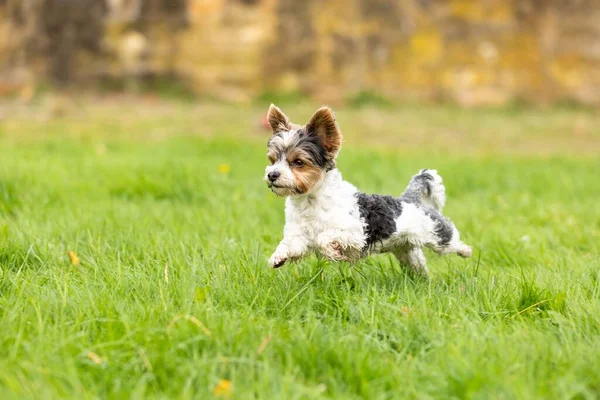 Dulce Biewer Yorkshire Terrier Jugando Parque Otoño —  Fotos de Stock