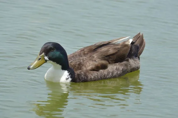 Une Belle Vue Colvert Flottant Dans Lac Avec Reflet — Photo