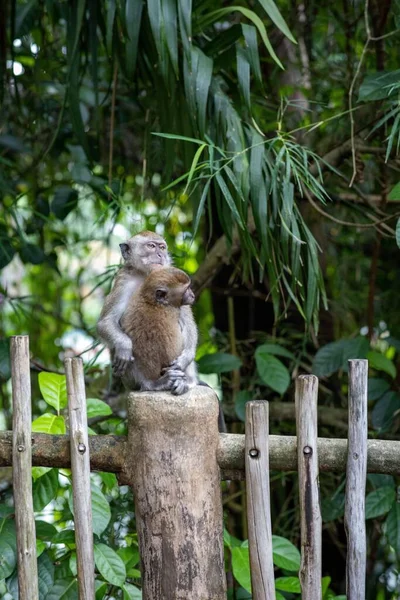 Mono Macaco Cola Larga Sentado Una Valla Madera Abrazando Hijo —  Fotos de Stock