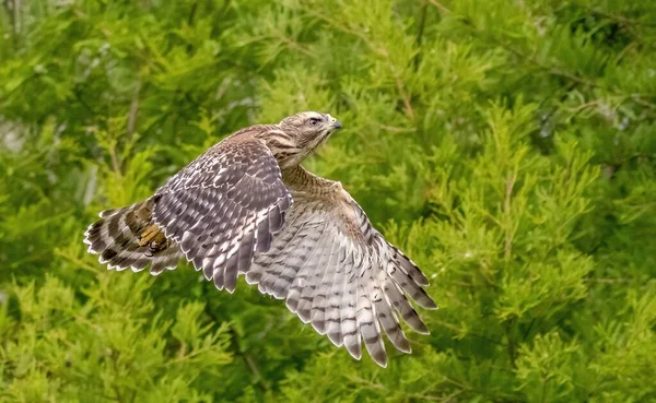 Gros Plan Faucon Aux Épaules Rouges Volant Près Arbre Vert — Photo