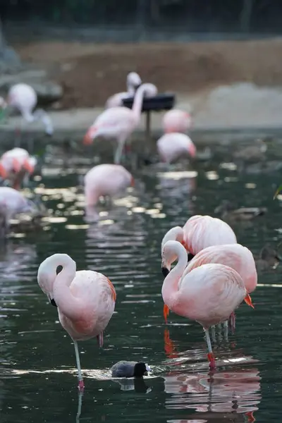Pionowe Ujęcie Grupy Flamingów — Zdjęcie stockowe