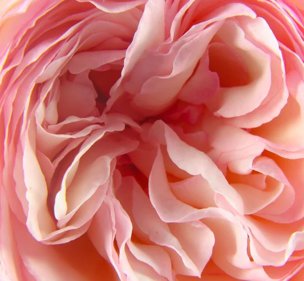 Plan Macro Une Rose Pétales Rose Anglais — Photo
