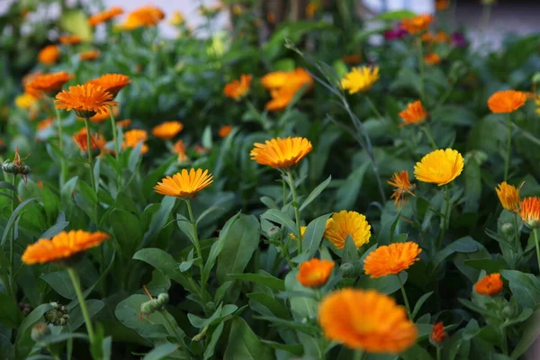 Divoká Žlutá Květina Zahradě — Stock fotografie