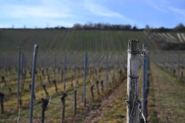 Wide Vineyard Germany Sunny Day — Stock Photo, Image