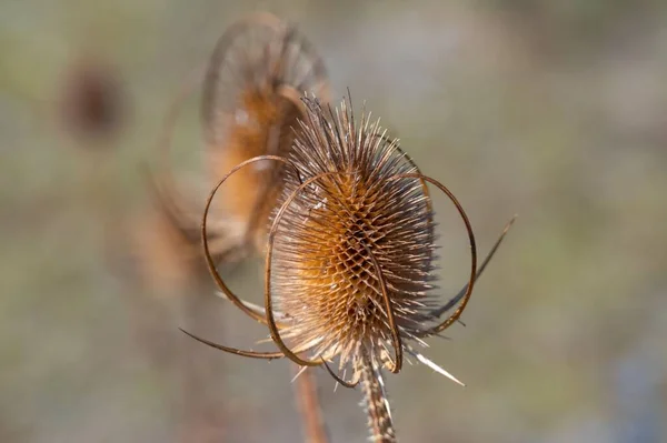 乾燥した茶色のアザミの植物のクローズアップショット — ストック写真