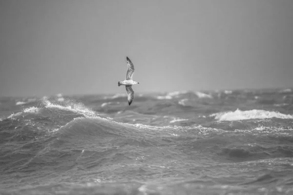 Uma Imagem Tons Cinza Uma Gaivota Voando Sobre Mar Tempestuoso — Fotografia de Stock