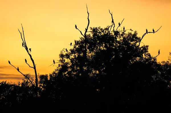 Las Siluetas Árboles Cormoranes Encaramados Atardecer — Foto de Stock
