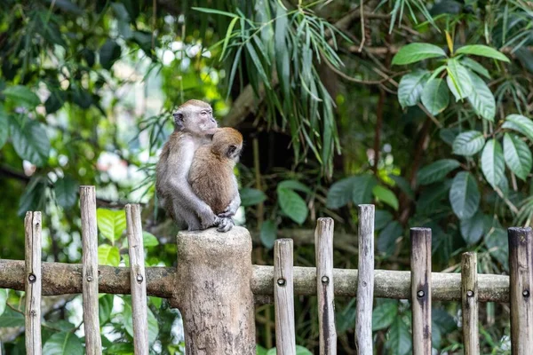 Een Lange Staart Makaak Moeder Aap Zitten Houten Hek Knuffelen — Stockfoto