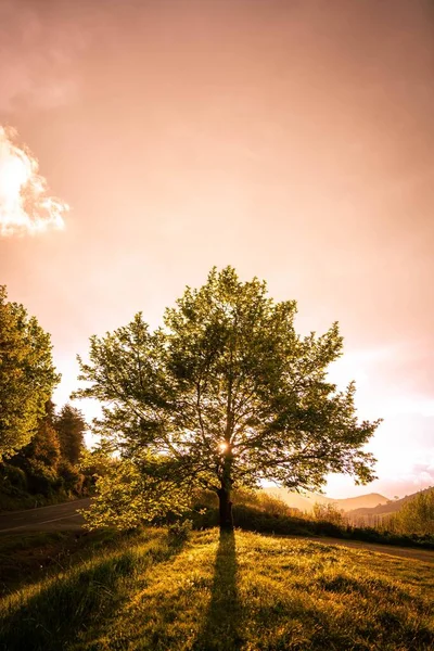 Eine Vertikale Aufnahme Eines Grünen Baumes Auf Einem Feld Mit — Stockfoto
