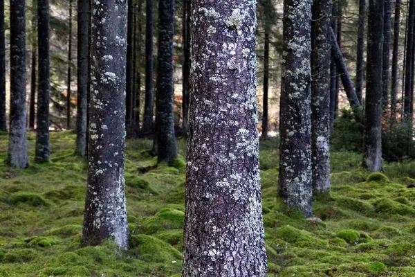 苔に覆われた木の幹の選択的フォーカスショット — ストック写真