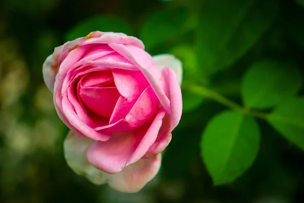 Eine Nahaufnahme Einer Rosa Rose Mit Grünen Blättern Hintergrund — Stockfoto