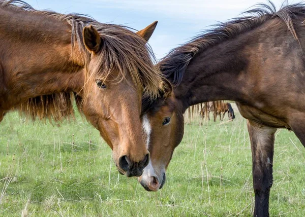 A two horses pressed their heads to each other in a meadow