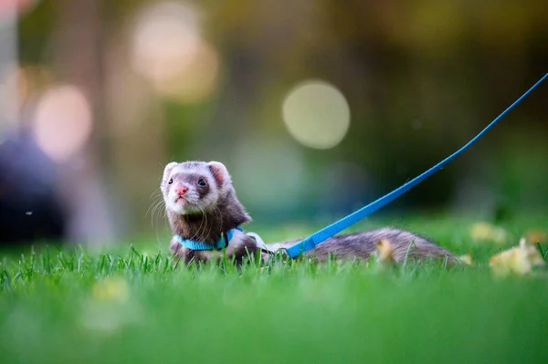 Selective Focus Shot Adorable Ferret Leash Laying Field — Stock Photo, Image