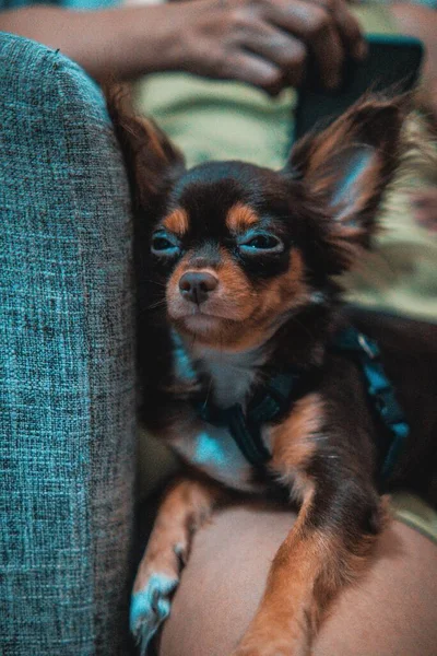 Closeup Shot Black Brown Chihuahua Resting Someone Lap — Stock Photo, Image