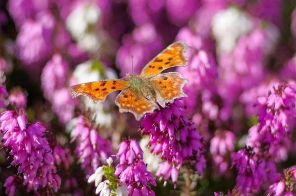 Gros Plan Papillon Vanessa Cardui Assis Sur Des Fleurs Bruyère — Photo