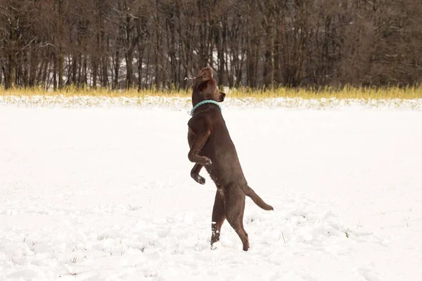 Gran Perro Labrador Marrón Jugando Nieve —  Fotos de Stock