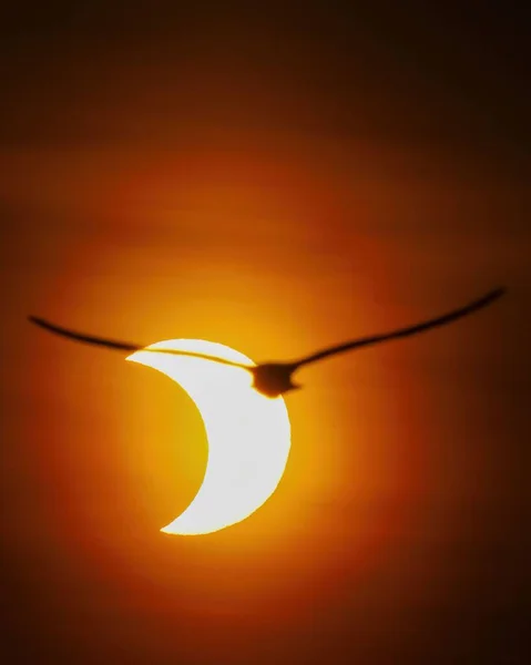 Pássaro Sombra Lua — Fotografia de Stock