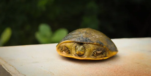 Closeup Indian Flapshell Turtle Lissemys Punctata Shell — Stock Photo, Image