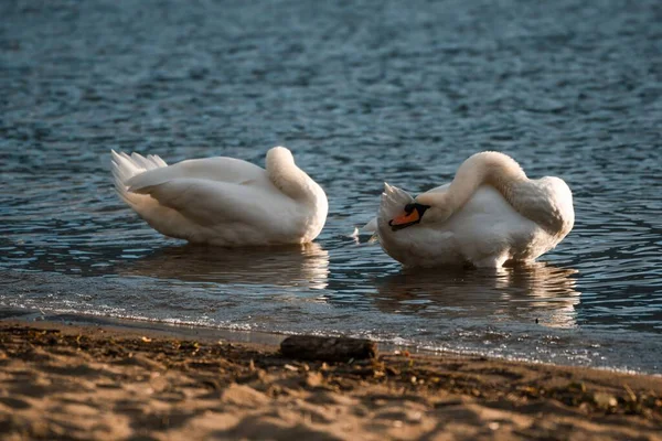 Closeup Shot Couple Swans Washing Lake — Stock Photo, Image