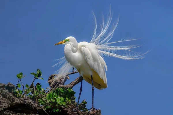 Ein Silberreiher Bewacht Sein Nest Augustine Florida — Stockfoto