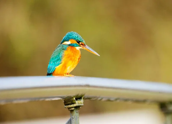 Cute Common Kingfisher Alcedo Atthis Blurred Background — Stock Photo, Image
