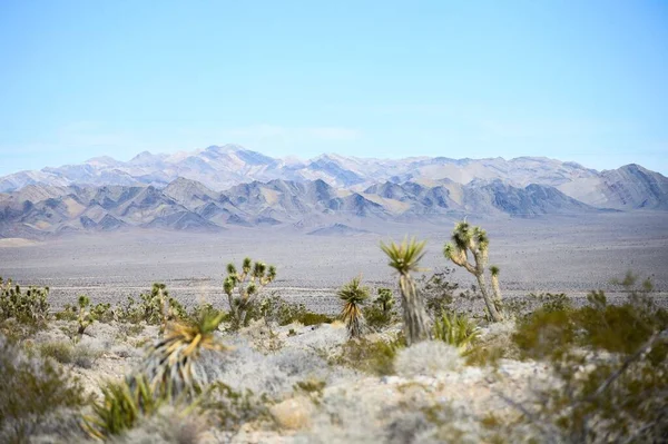 Een Prachtig Uitzicht Kleine Joshua Bomen Woestijnen Nabij Bergketens — Stockfoto