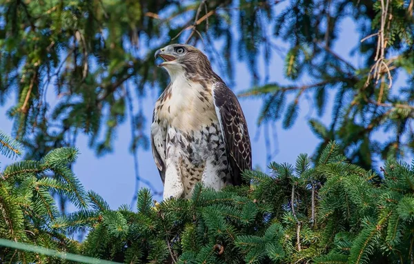 一只褐色鹰栖息在松树上的特写镜头 — 图库照片