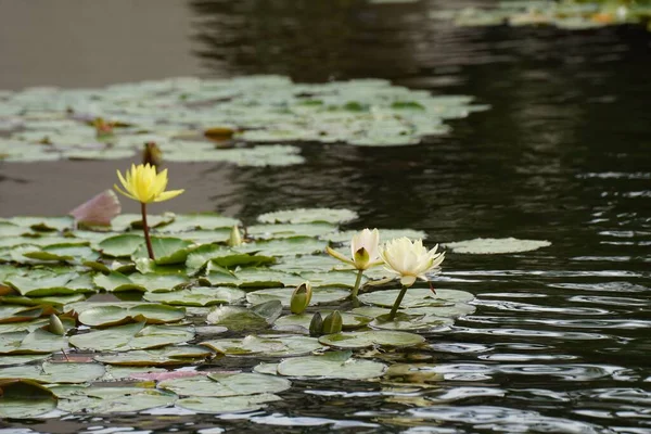 池の睡蓮のクローズアップショット — ストック写真