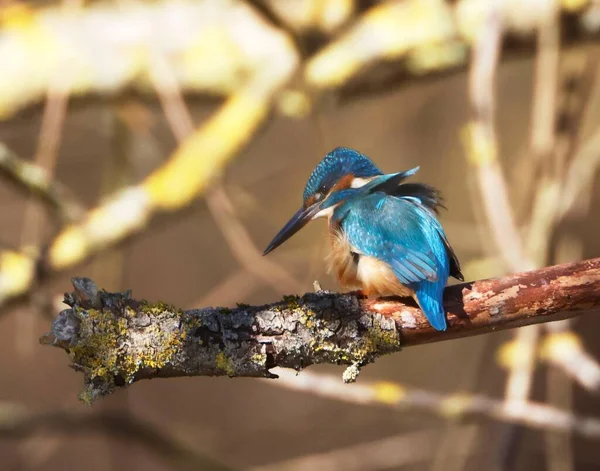 Cute Common Kingfisher Alcedo Atthis Branch Forest — Stock Photo, Image