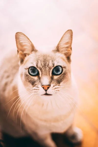 青い目の生姜の猫の垂直閉鎖ショット — ストック写真
