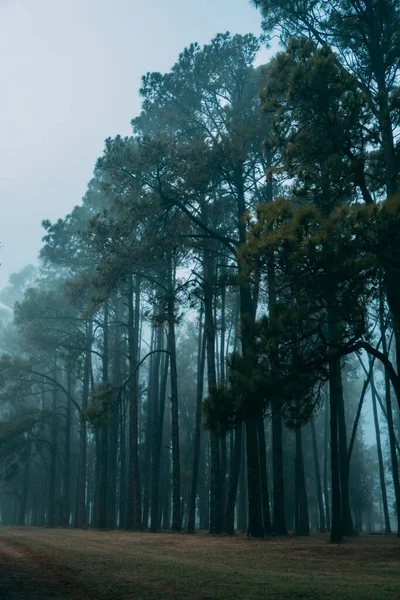 背の高い薄木の霧深い神秘的な森の垂直ショット — ストック写真