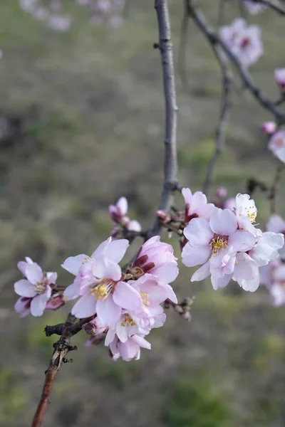 Gros Plan Amande Rose Fleurie Prunus Dulcis Sous Lumière Soleil — Photo