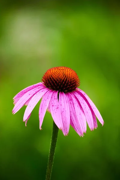 Hermosa Flor Conejo Púrpura Echinacea Purpurea Jardín — Foto de Stock