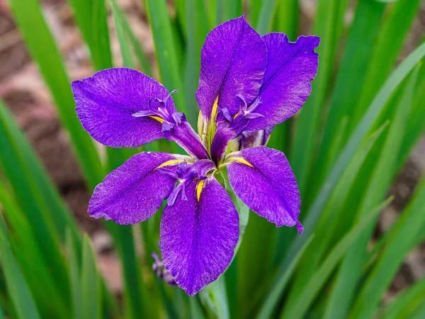 Primo Piano Fiore Viola Iris Con Sfondo Foglie Verdi Nei — Foto Stock