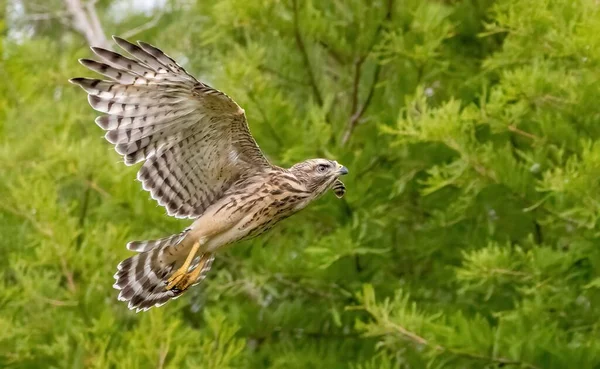 Gros Plan Faucon Aux Épaules Rouges Volant Près Arbre Vert — Photo