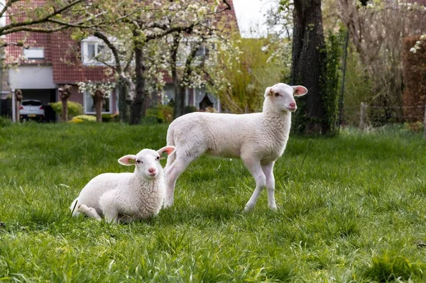 Zwei Süße Schafe Garten Auf Gras — Stockfoto