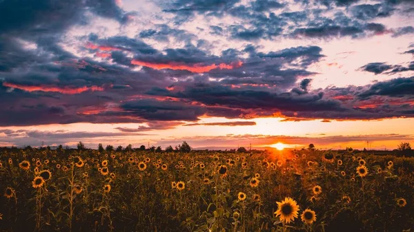 Field Sunflowers Helianthus Field Bright Sunset — Stock Photo, Image
